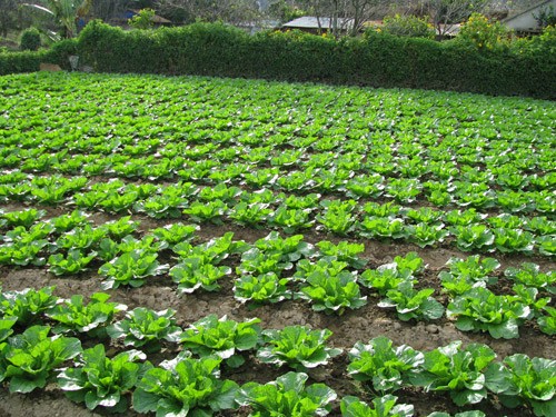 Католики в уезде Донзыонг развивают сельское хозяйство с применением высоких технологий - ảnh 1